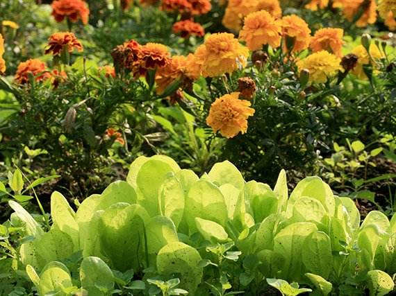 Las múltiples funciones de las plantas de flor en el huerto